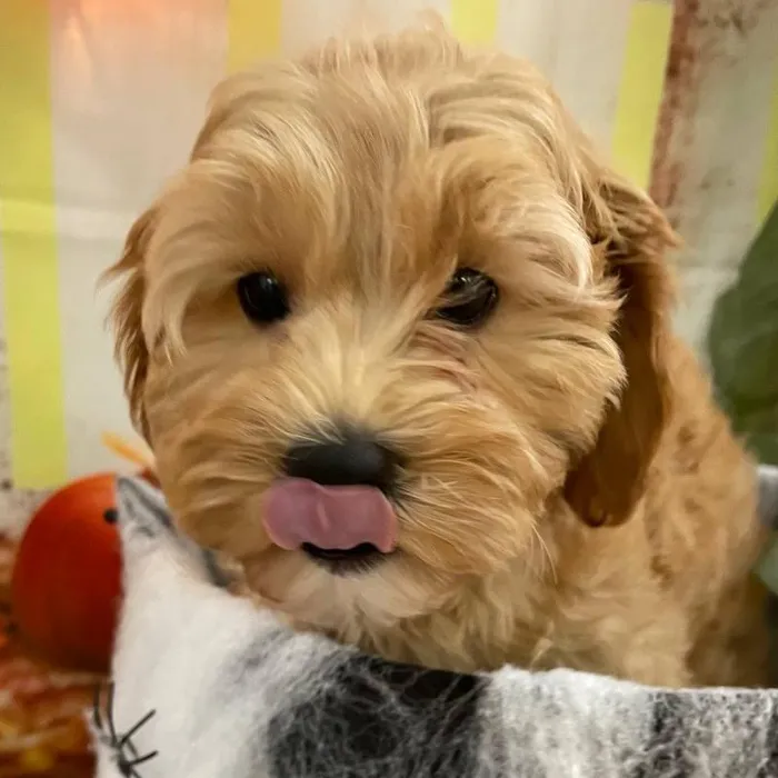 Female Cavapoo Puppy for Sale in Monroeville, PA