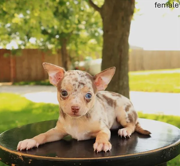Female Chihuahua puppy named Elena for sale at Petland Monroeville.