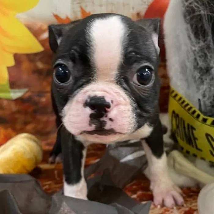Male Boston Terrier Puppy for Sale in Monroeville, PA