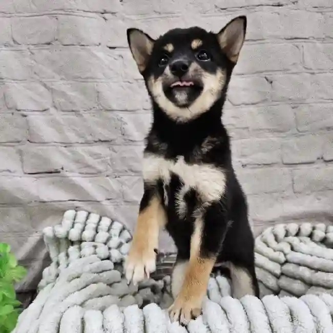 Female Shiba Inu Puppy for Sale in Monroeville, PA