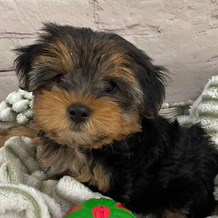 Female Yorkie Puppy for Sale in Monroeville, PA