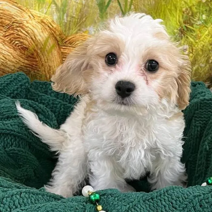 Male Cavachon Puppy for Sale in Monroeville, PA