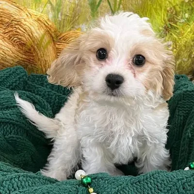Male Cavachon Puppy for Sale in Monroeville, PA
