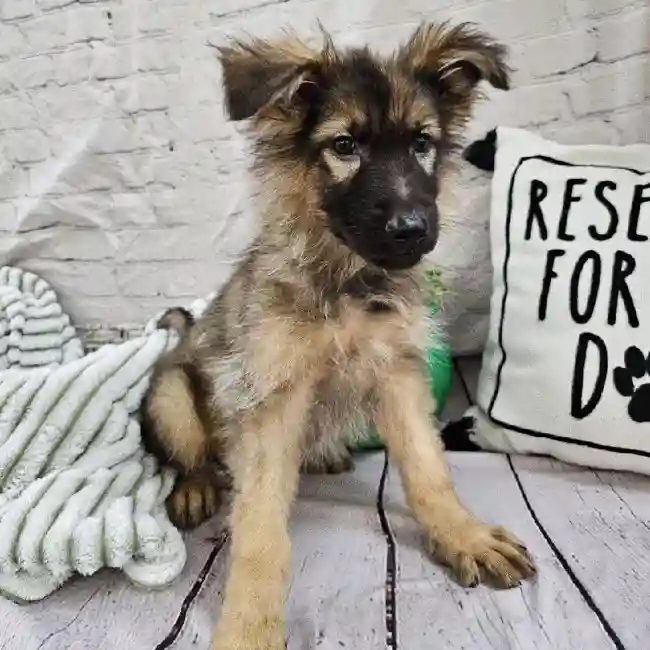 Female German Shepherd Puppy for Sale in Monroeville, PA