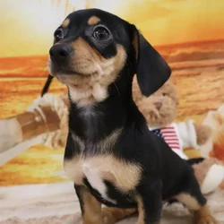 car_main_img_/media/ap_media/pets/LWCNZDHNRAYR33056.webp.250x250_q85.webp