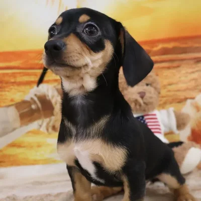 Female Chiweenie Puppy for Sale in Monroeville, PA