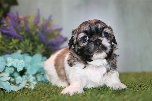 Male Shih Tzu puppy for sale at Petland Monroeville.