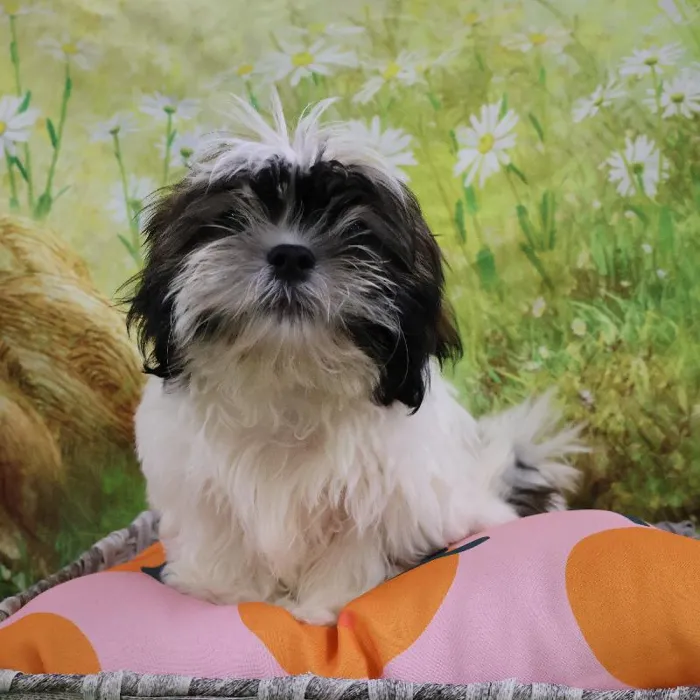 Male Shih Tzu puppy named Kai for sale at Petland Monroeville.
