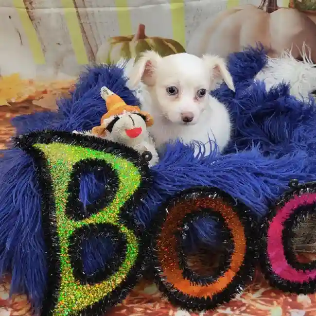 Male Chihuahua Puppy for Sale in Monroeville, PA