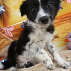 Female Border Collie puppy named Davina for sale at Petland Monroeville.