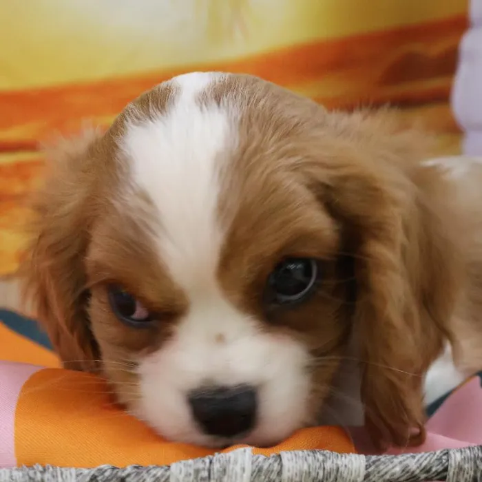 Male Cavalier King Charles Spaniel puppy named Stefan for sale at Petland Monroeville.