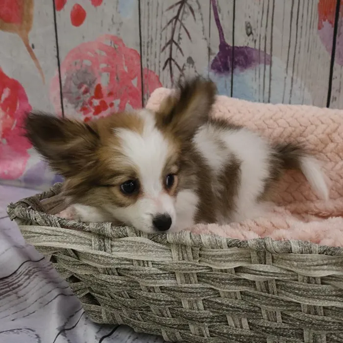 Male Papillon Puppy for Sale in Monroeville, PA