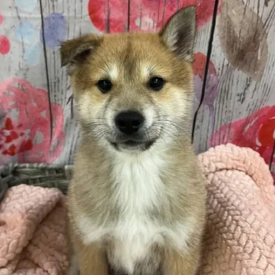 Male Shiba Inu Puppy for Sale in Monroeville, PA