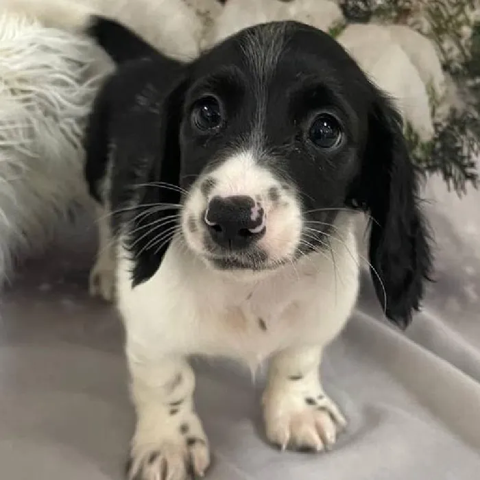 Male Dachshund Puppy for Sale in Monroeville, PA