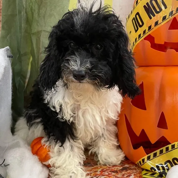 Female Mini Poodle Puppy for Sale in Monroeville, PA