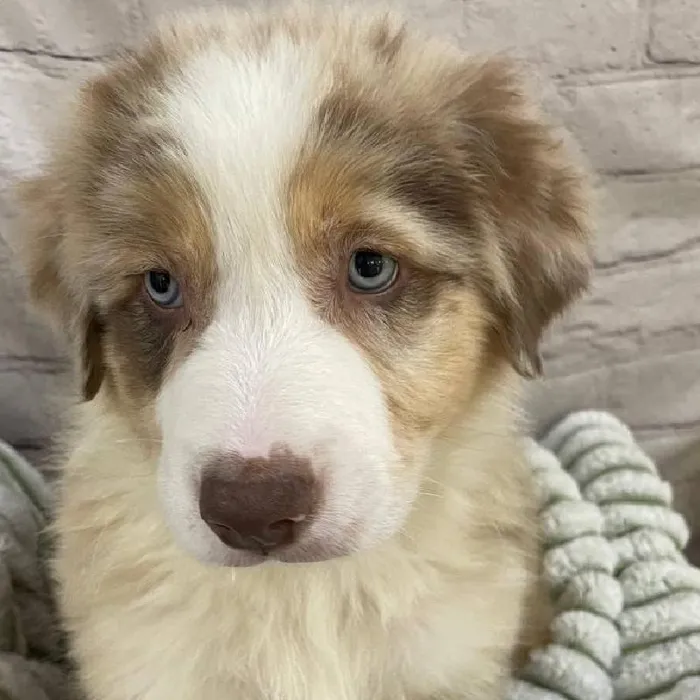 Male Australian Shepherd Puppy for Sale in Monroeville, PA