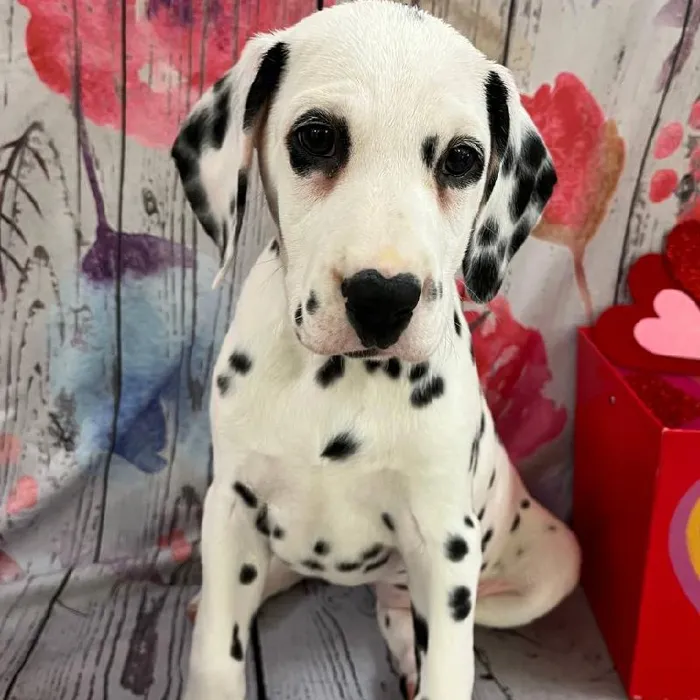 Female Dalmatian Puppy for Sale in Monroeville, PA