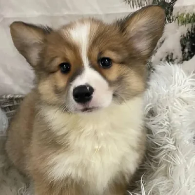 Female Pembroke Welsh Corgi Puppy for Sale in Monroeville, PA