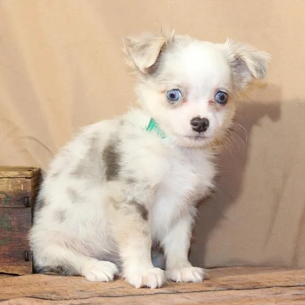 Male Chihuahua puppy named Enzo for sale at Petland Monroeville.