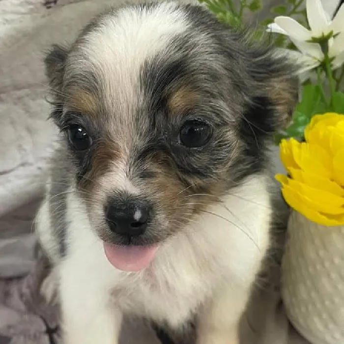 Female Chihuahua Puppy for Sale in Monroeville, PA