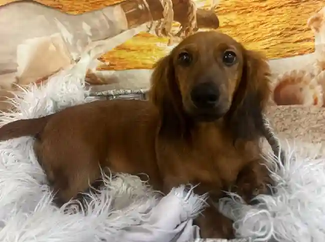 Male Dachshund Puppy for Sale in Monroeville, PA