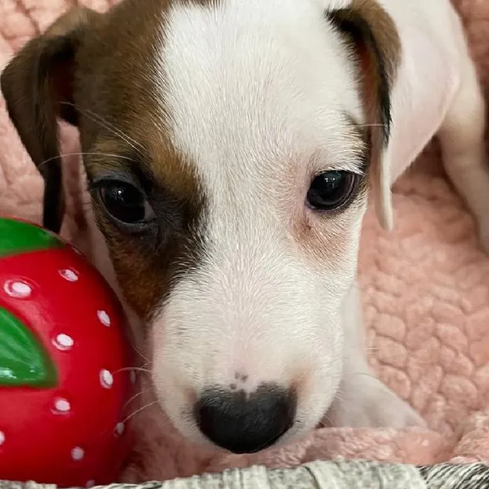 Female Jack Russell Terrier Puppy for Sale in Monroeville, PA