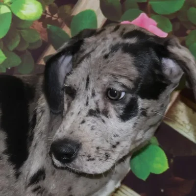 Female Great Dane Puppy for Sale in Monroeville, PA