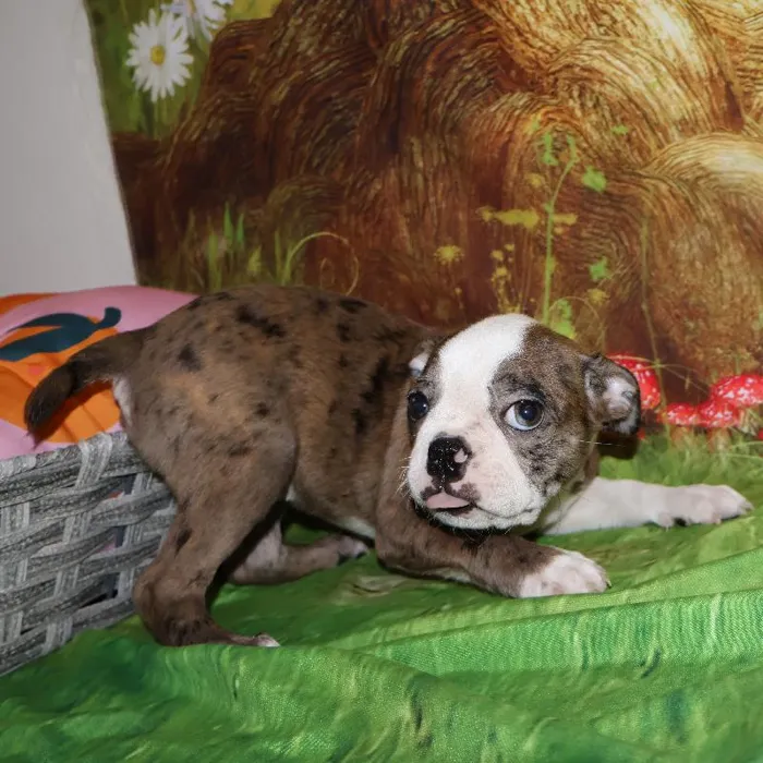 Female Boston Terrier puppy named Mary for sale at Petland Monroeville.