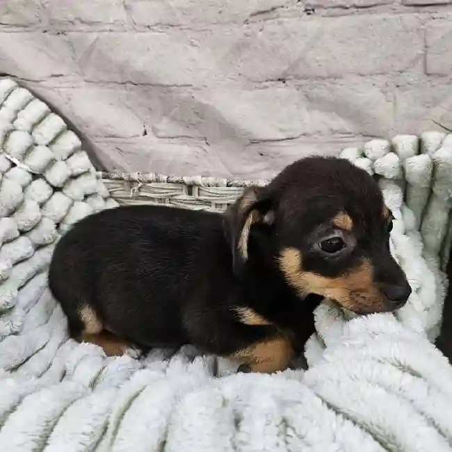 Female Chiweenie Puppy for Sale in Monroeville, PA