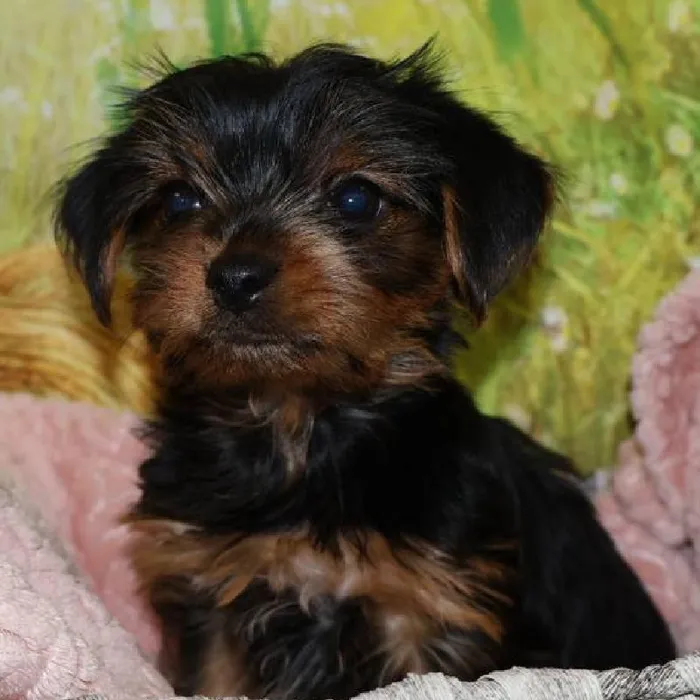 Female Yorkie puppy named Rose for sale at Petland Monroeville.