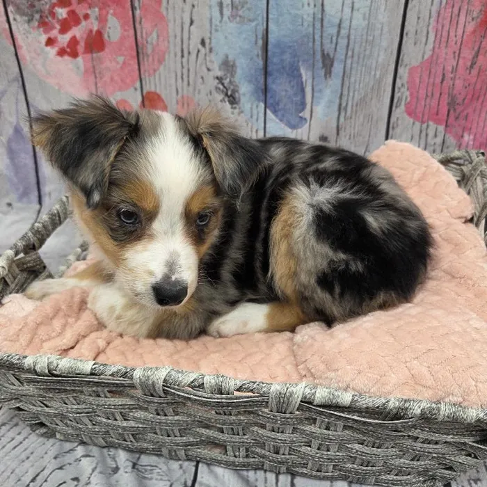 Female Miniature Australian Shepherd Puppy for Sale in Monroeville, PA