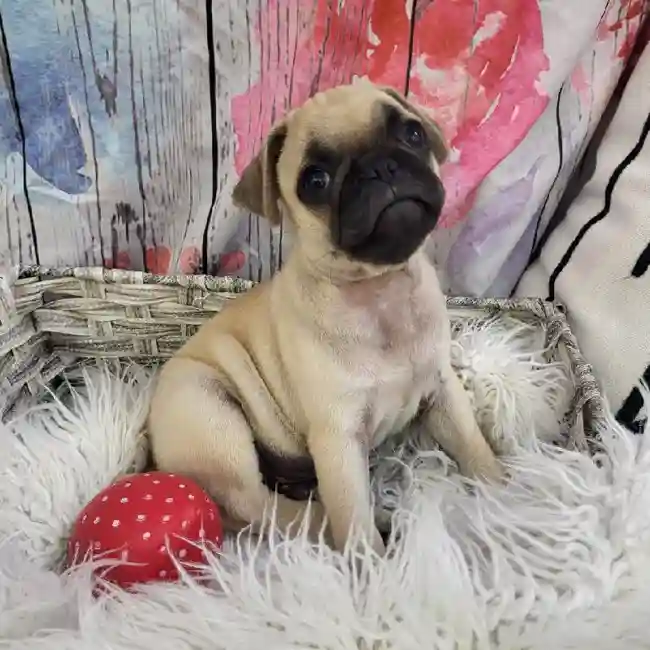 Male Pug Puppy for Sale in Monroeville, PA