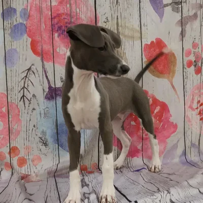 Male Italian Greyhound Puppy for Sale in Monroeville, PA