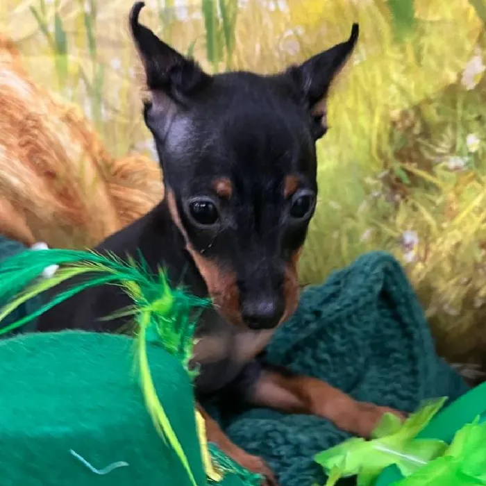 Male Min Pin Puppy for Sale in Monroeville, PA