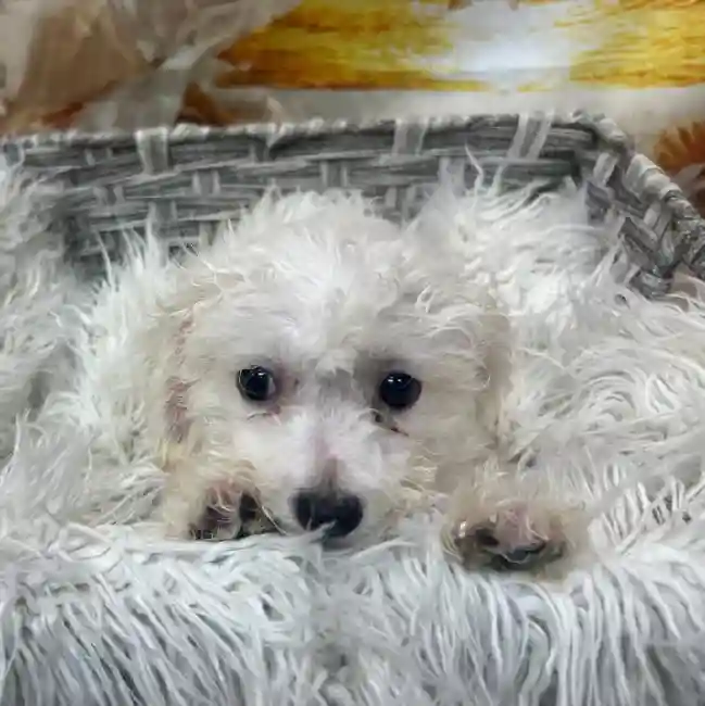 Female Bichon Puppy for Sale in Monroeville, PA