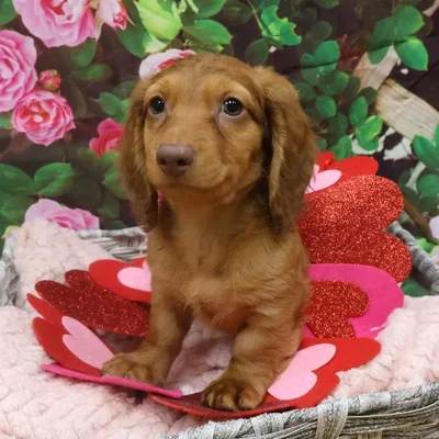 Male Dachshund Puppy for Sale in Monroeville, PA