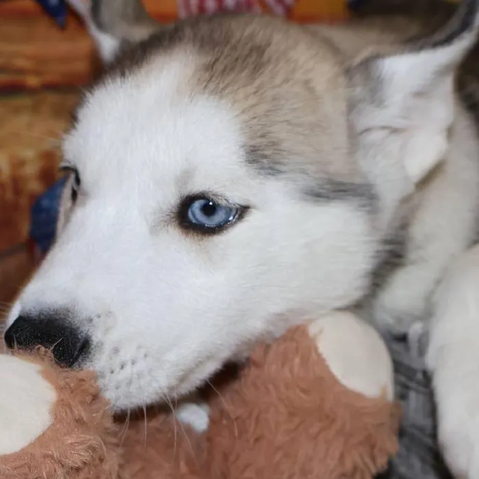 Male Siberian Husky puppy named Thor for sale at Petland Monroeville.