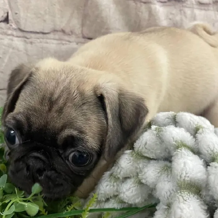 Female Pug Puppy for Sale in Monroeville, PA