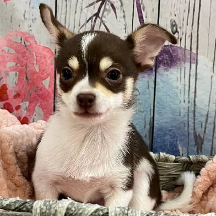 Male Chihuahua Puppy for Sale in Monroeville, PA