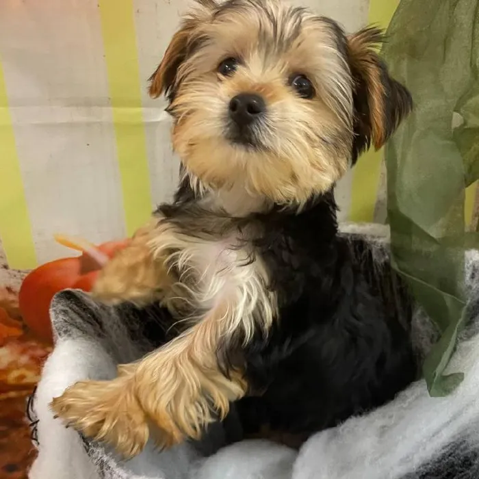 Male Yorkie Puppy for Sale in Monroeville, PA
