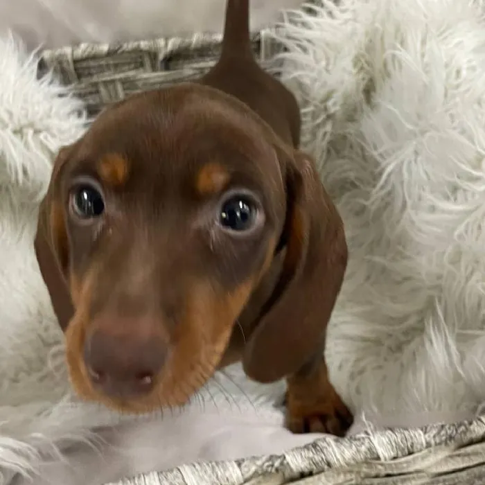 Male Dachshund Puppy for Sale in Monroeville, PA