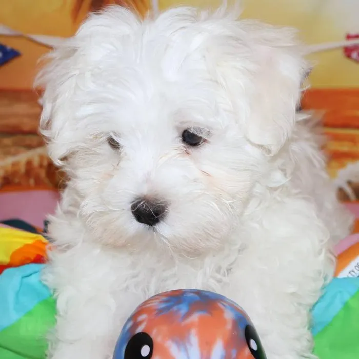 Male Maltese puppy named Glenn for sale at Petland Monroeville.