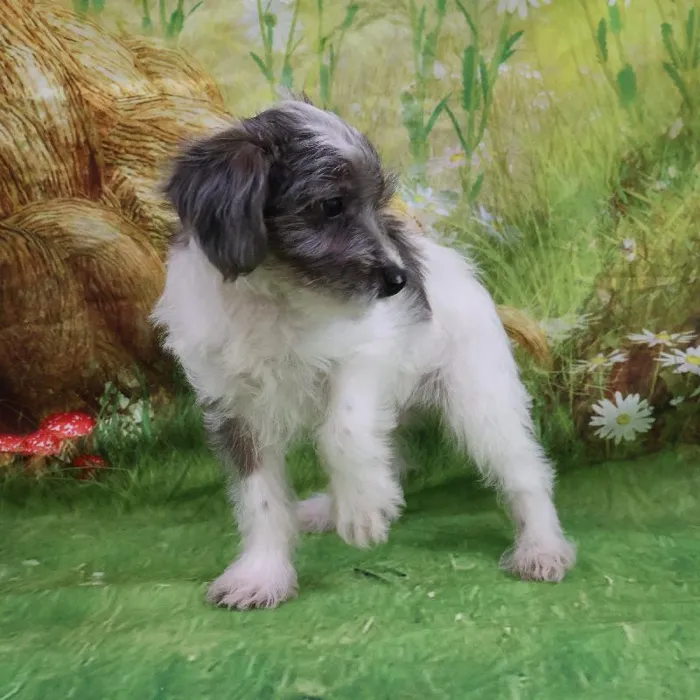 Male Yorkie-Poo puppy named Michael for sale at Petland Monroeville.