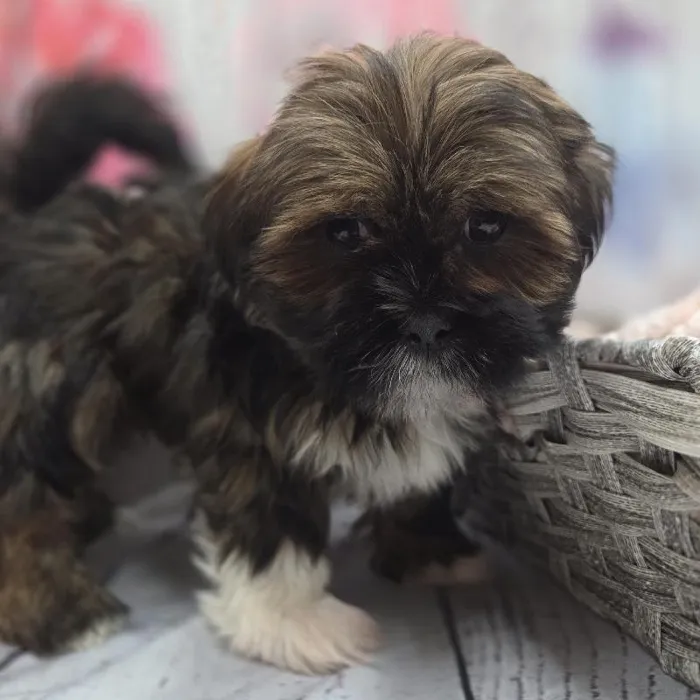 Male Lhasa Apso Puppy for Sale in Monroeville, PA