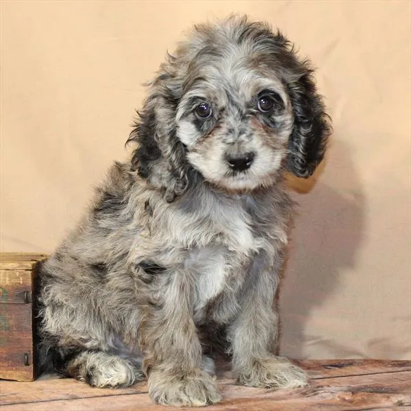 Female Hybrid puppy for sale at Petland Monroeville.