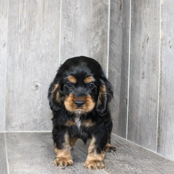 Male Cocker Spaniel puppy named Jaime for sale at Petland Monroeville.