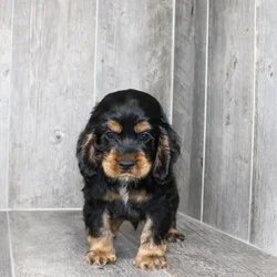 Male Cocker Spaniel puppy named Jaime for sale at Petland Monroeville.