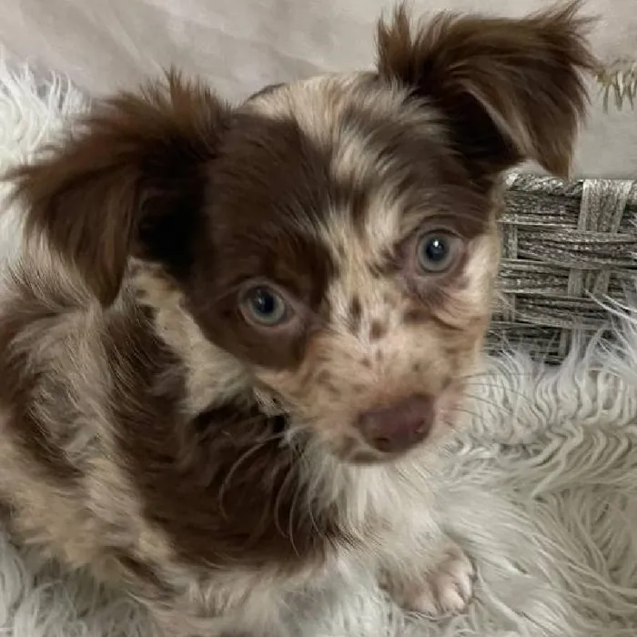 Male Chihuahua Puppy for Sale in Monroeville, PA