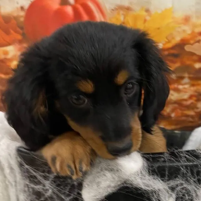 Female Dachshund-Min Pin Puppy for Sale in Monroeville, PA
