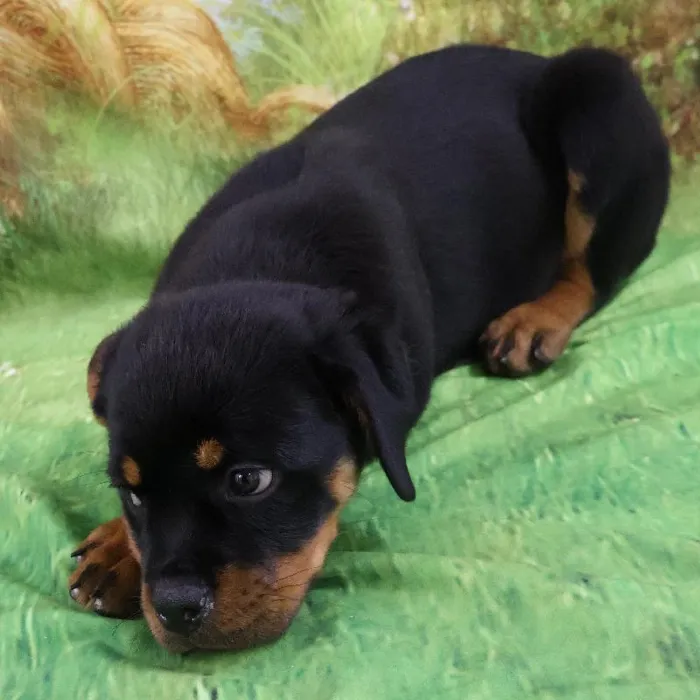 Female Rottweiler puppy named Roxy for sale at Petland Monroeville.